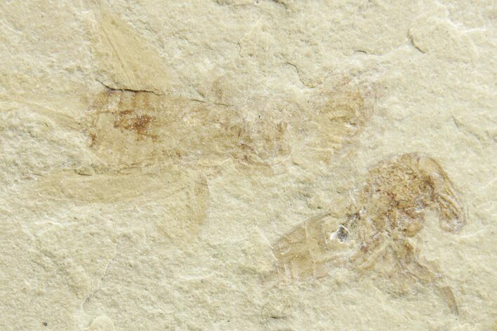Eocene Fossil Cricket and Snout Beetle - Green River Formation #368752